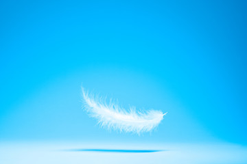 White light feather, shadow isolated on empty blue background