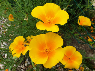 Fototapeta na wymiar Yellow flowers Eschscholzia californica in the garden.