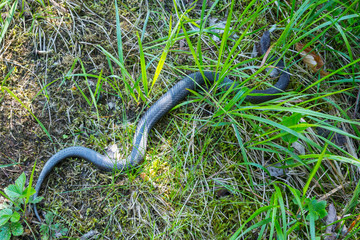 Snake in the nature