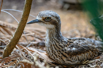 Nesting Large wild hen