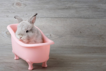 Rabbit in the bathtub placed on a wooden floor. Happy easter Fancy rabbit on a wooden background....