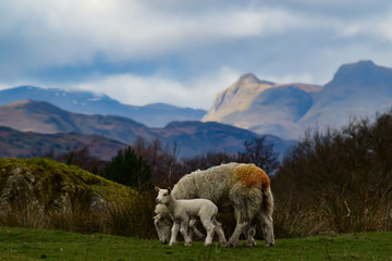 Obraz premium Mountain Lamb