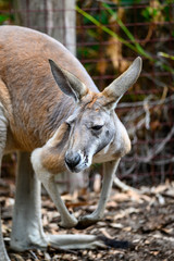 Australian Red Kangaroo