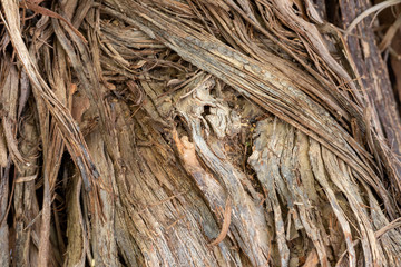 texture of bark of a tree