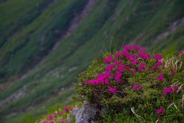 Obraz premium Mountain landscape with rhododendron flower