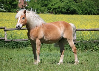 beautiful haflinger horse is standing on the paddock in the sunshine