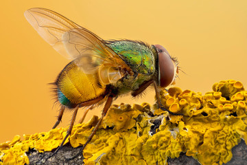 close up of a colorful blow fly  on yellow  lichen covered branch. isolated. green and yellow...