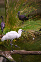 Duck Billed Stork