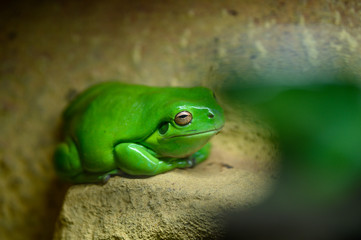 Green Tree Frog