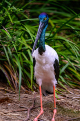 Rainbow necked Stork