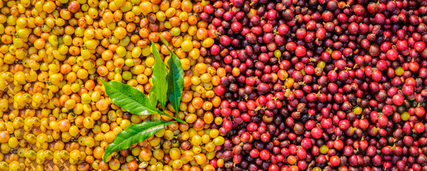 Yelllow Caturra and Arabica coffee cherries at top view for background, fresh coffee cherries for process
