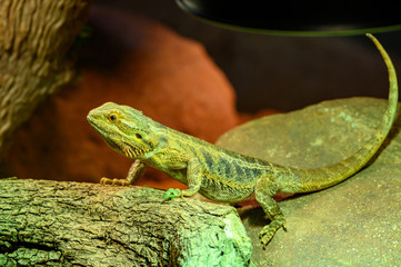 Australian Lizard