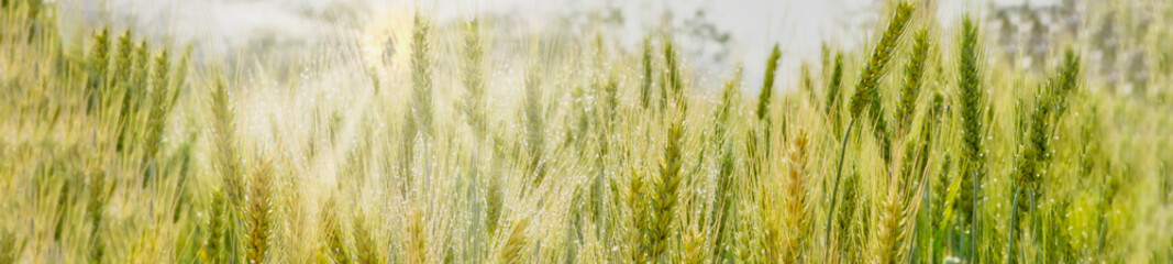 Barley field in the sun, fresh field background with sunray, panoramic banner