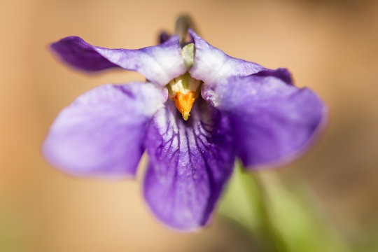 Wood violet (Viola odorata) or sweet violet, English violet, common or garden violet native to Europe, hardy herbaceous flowering perennial with scented flowers and heart shaped leaf
