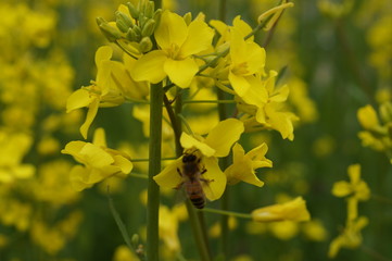 Rape blossoms blooming in spring