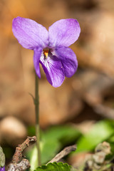 Wood violet (Viola odorata) or sweet violet, English violet, common or garden violet native to Europe, hardy herbaceous flowering perennial with scented flowers and heart shaped leaf