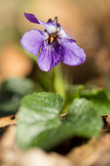 Wood violet (Viola odorata) or sweet violet, English violet, common or garden violet native to Europe, hardy herbaceous flowering perennial with scented flowers and heart shaped leaf