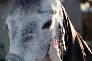 a girl's hand pats a horse standing in a pasture