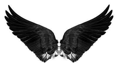 black&white wings isolated on a white