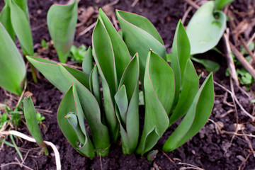 Obraz premium Young leaves of lilies of the valley. Lilies of the valley sprout.