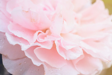 Obraz na płótnie Canvas Beautiful pink roses flower in the garden