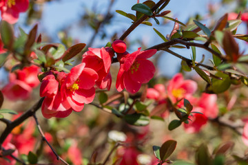 Obraz premium The Japan quince or Japanese quince Japanese. Spring pink flowers background. Selective focus, close up.