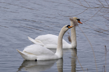 Schwan in Thüringer Gewässer