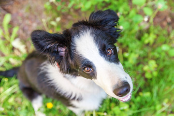 Funny outdoor portrait of cute smilling puppy dog border collie sitting on green grass lawn in park or garden background