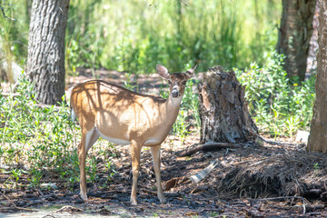 doe white tail deer on hunting island state park south carolina