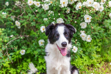 Outdoor portrait of cute smilling puppy border collie sitting on park or garden flower background. New lovely member of family little dog on a walk. Pet care and funny animals life concept.