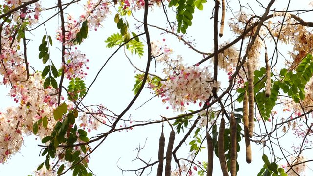 Flowering cassia plant with its multitude of varying shades of pink and white blossoms heralds the coming of spring in Southeast Asia. 