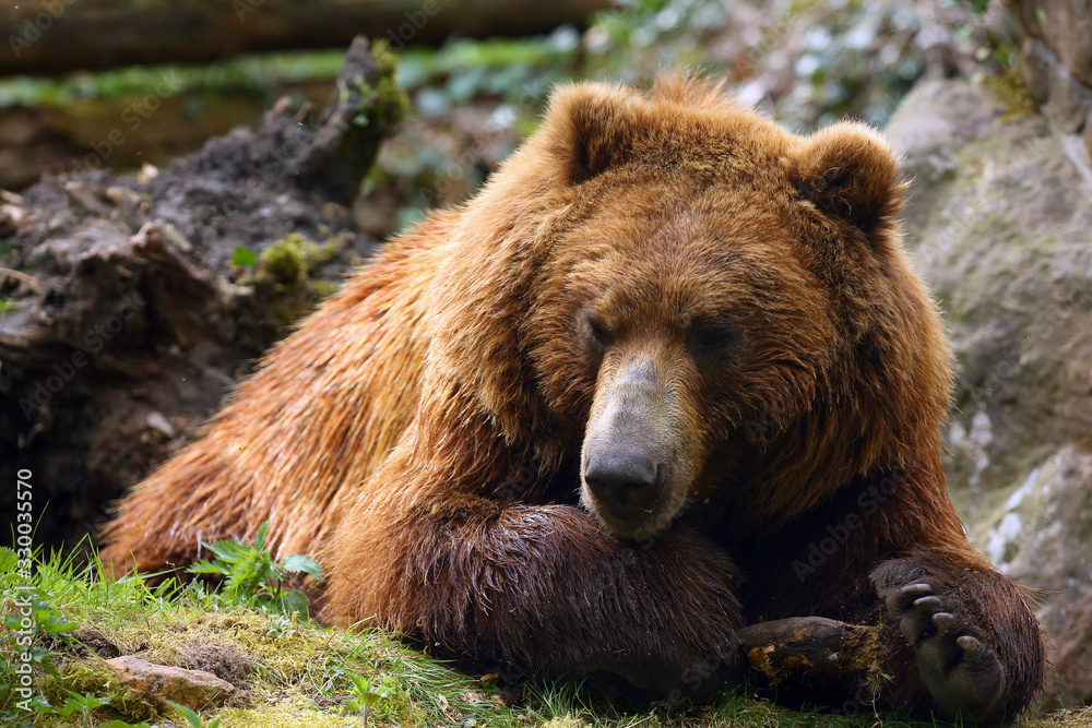 Poster The mainland grizzly (Ursus arctos horribilis) portait of the big female bear. Grizzly portrait.