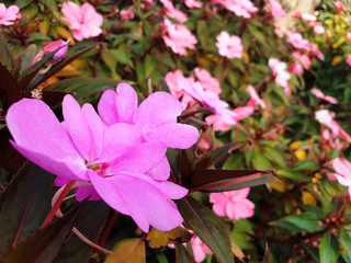 Pink flower Impatiens walleriana or Impatiens balsamina on a bush.