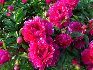 Dark pink peony group on flowerbed in garden, favored ornamental garden shrub