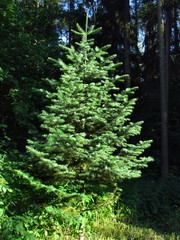 Young spruce on the edge of forest in afternoon sharp light, cultivation of forest trees