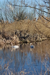 Naklejka na ściany i meble Lagoon swamp spring swan wind water