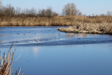 Lagoon swamp spring swan wind water