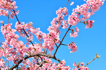 桜と青空