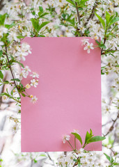Pink paper blank between cherry branches in blossom.