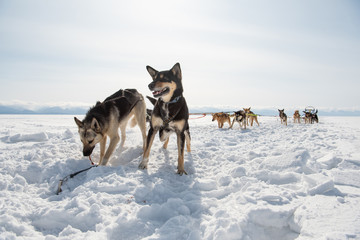 Siberian Husky sled dogs, Lake Baikal, Siberia, Russia