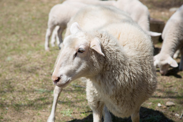 Obraz na płótnie Canvas 羊の群れ 