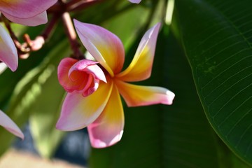 Fototapeta premium Colorful flowers in the garden.Plumeria flower blooming.Beautiful flowers in the garden Blooming in the summer.