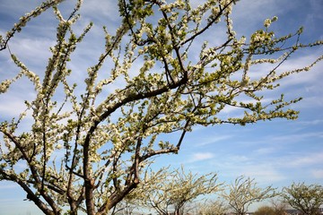 trees in blossom in spring