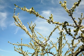 tree in blossom in spring
