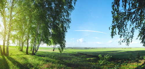 Sunny spring landscape with birch trees and fields