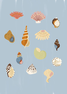 Sea Shells