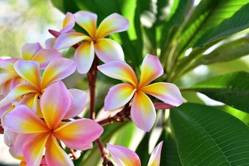 Colorful flowers and morning sunshine	