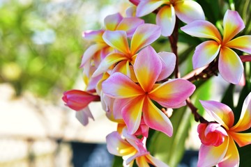 Colorful flowers in the garden.Plumeria flower blooming.Beautiful flowers in the garden Blooming in the summer.