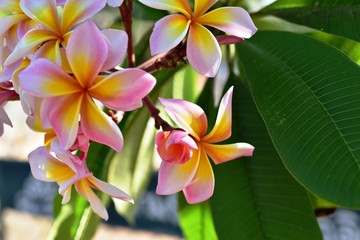 Colorful white flowers in the garden. Plumeria flower blooming.