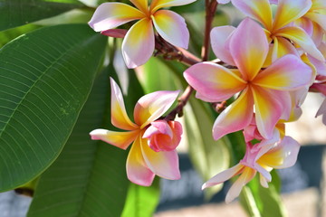 Colorful flowers in the garden.Plumeria flower blooming.Beautiful flowers in the garden Blooming in the summer.